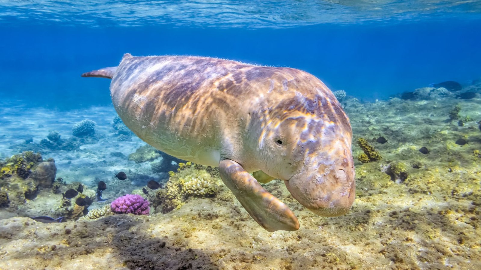 Abu Dabbab Dugong