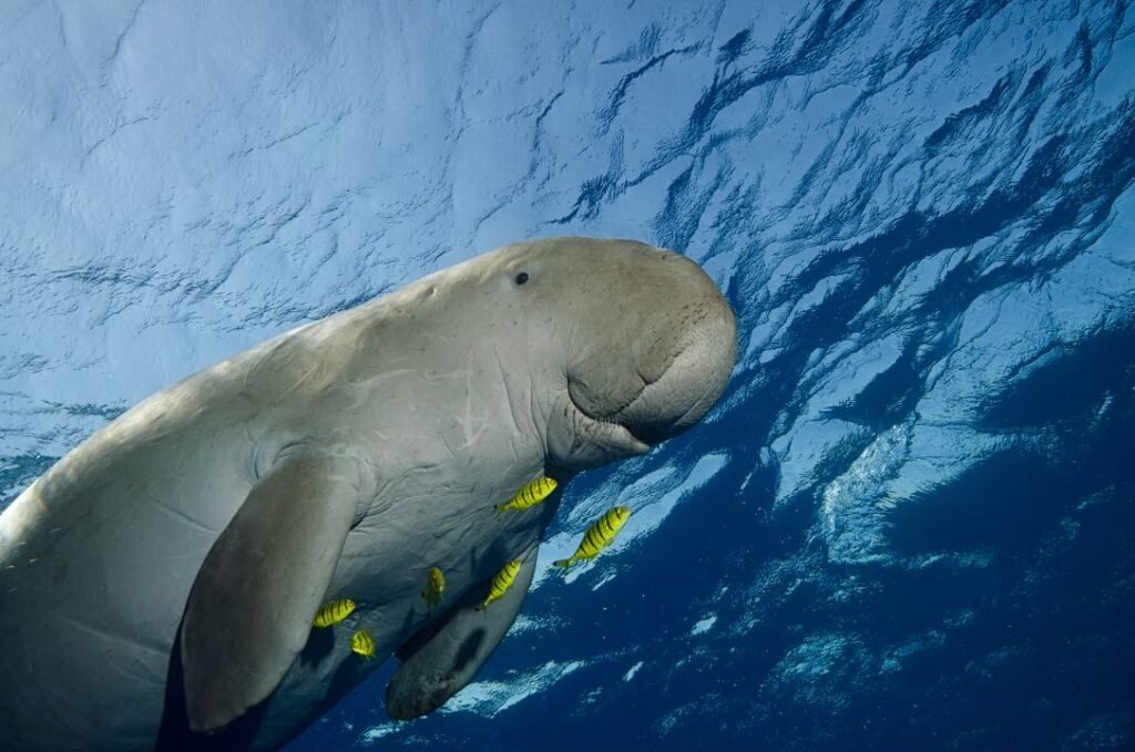 Dugong In Abu Dabbab